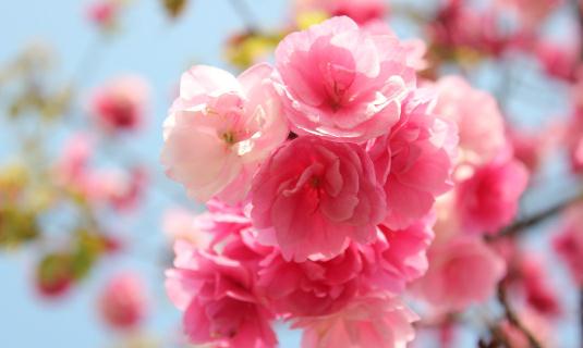 客廳擺放什么花好？教你用花卉裝飾客廳 