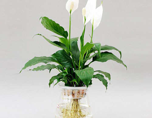 水養花卉和水培花卉是有區別的