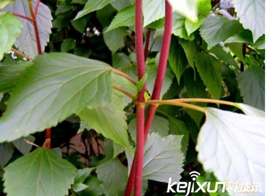 植物知識(shí)：中國(guó)入侵植物盤(pán)點(diǎn)