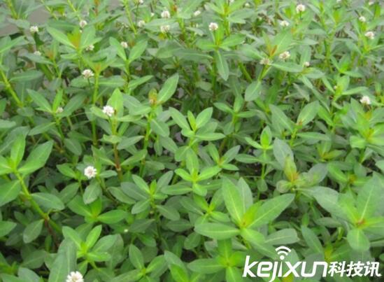 植物知識(shí)：中國(guó)入侵植物盤(pán)點(diǎn)