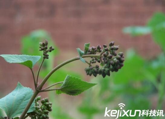 植物知識：中國入侵植物盤點