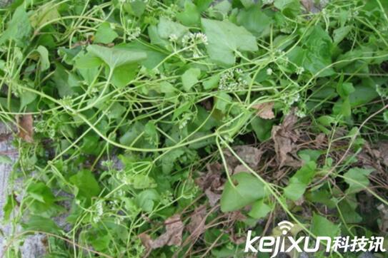 植物知識：中國入侵植物盤點