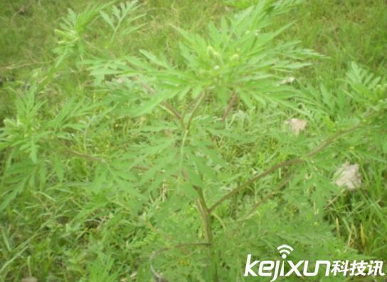 植物知識：中國入侵植物盤點
