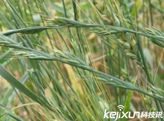 植物知識：中國入侵植物盤點