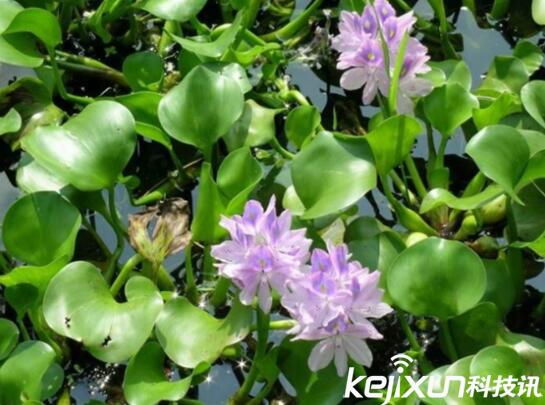 植物知識：中國入侵植物盤點