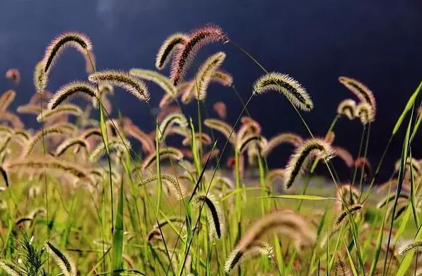 12生肖都有對(duì)應(yīng)的幸運(yùn)植物