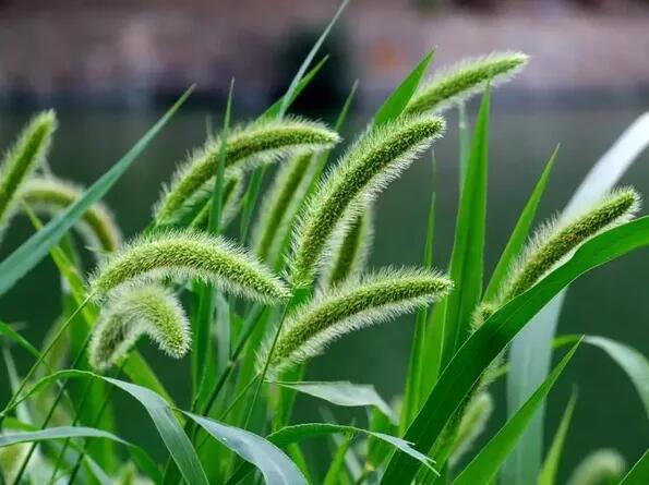 12生肖都有對(duì)應(yīng)的幸運(yùn)植物