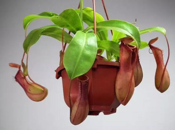 12生肖都有對(duì)應(yīng)的幸運(yùn)植物