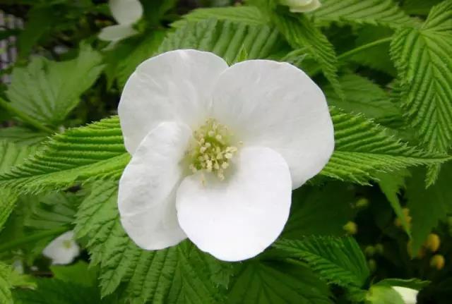 這些以“雞”為名的植物你認識幾個？