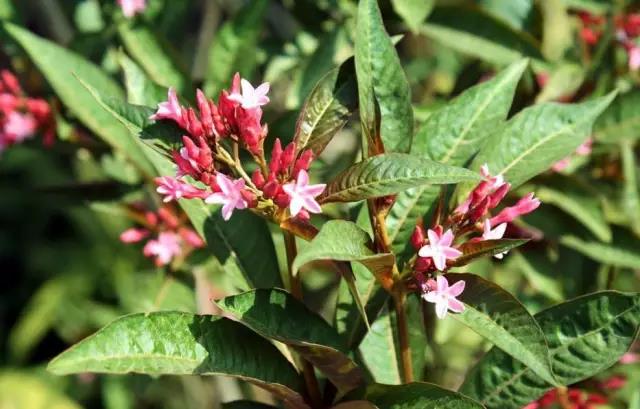 這些以“雞”為名的植物你認識幾個？