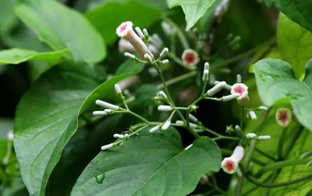 這些以“雞”為名的植物你認識幾個？