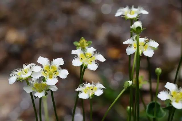 這些以“雞”為名的植物你認識幾個？
