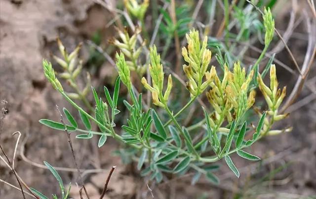 這些以“雞”為名的植物你認(rèn)識(shí)幾個(gè)?