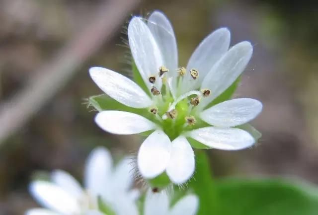 這些以“雞”為名的植物你認(rèn)識(shí)幾個(gè)?