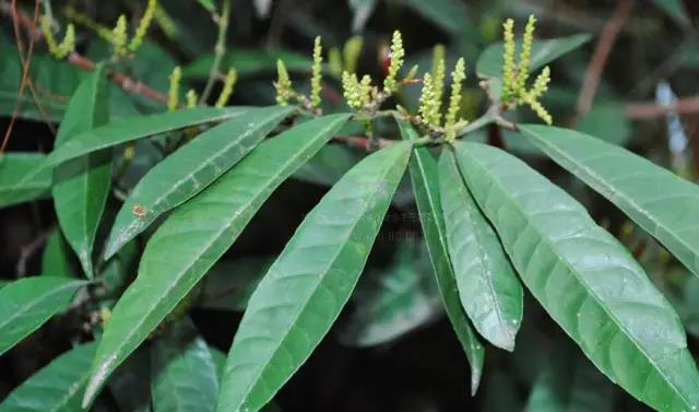 這些以“雞”為名的植物你認(rèn)識(shí)幾個(gè)?