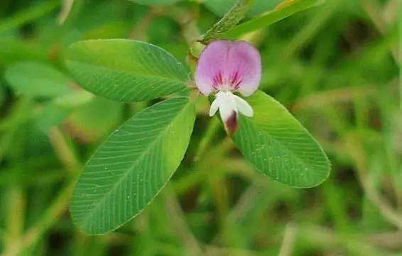 這些以“雞”為名的植物你認(rèn)識(shí)幾個(gè)?