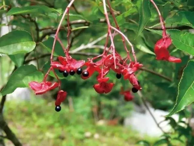 這些以“雞”為名的植物你認(rèn)識(shí)幾個(gè)?