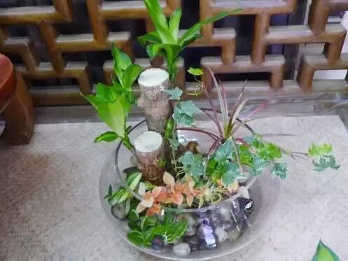 十種最適合室內種植的水養植物