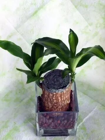 十種最適合室內種植的水養植物