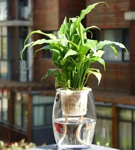十種最適合室內種植的水養植物