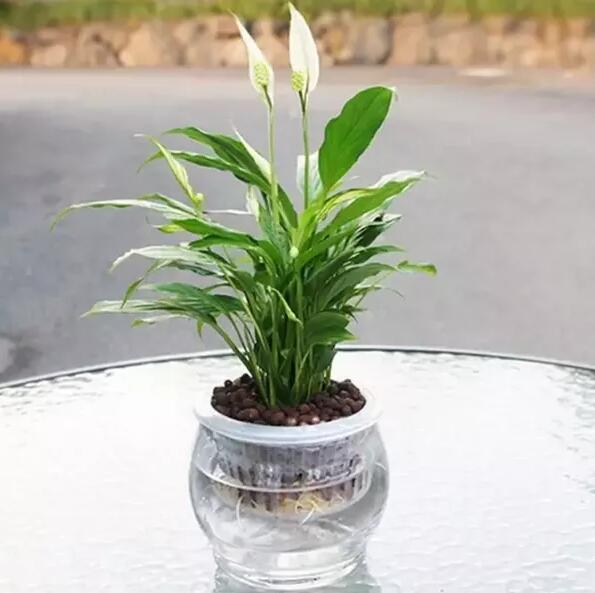 十種最適合室內種植的水養植物