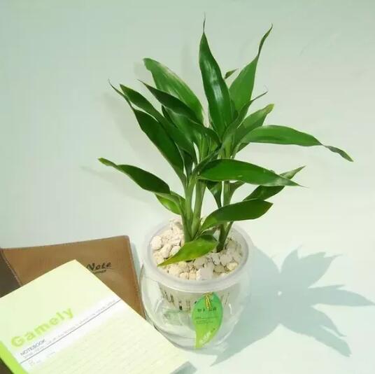 十種最適合室內種植的水養植物