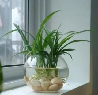 十種最適合室內種植的水養植物