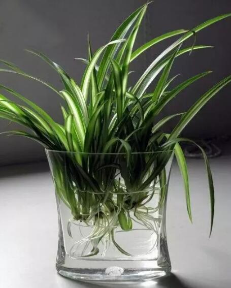 十種最適合室內種植的水養植物