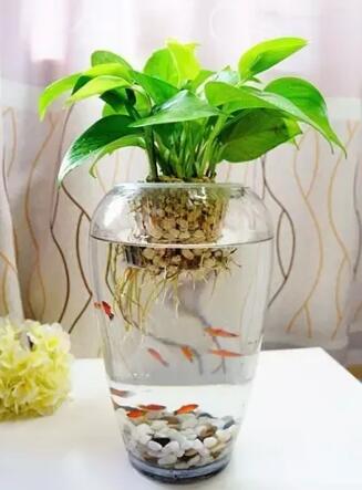 十種最適合室內種植的水養植物