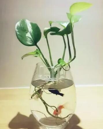 十種最適合室內種植的水養植物