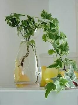 十種最適合室內種植的水養植物