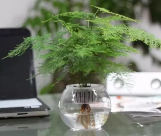 十種最適合室內種植的水養植物