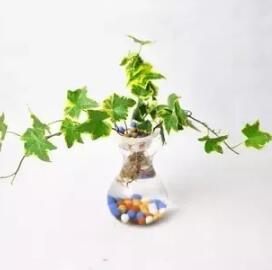 十種最適合室內種植的水養植物