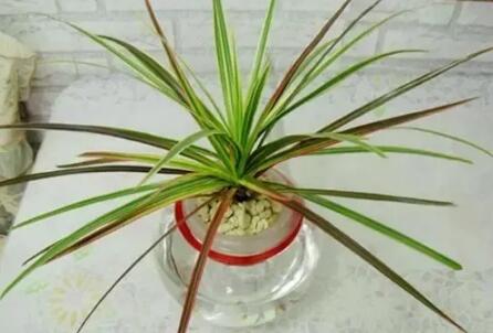 十種最適合室內種植的水養植物