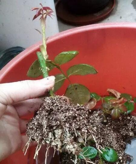 11種能讓扦插花卉快速生根的方法小技巧