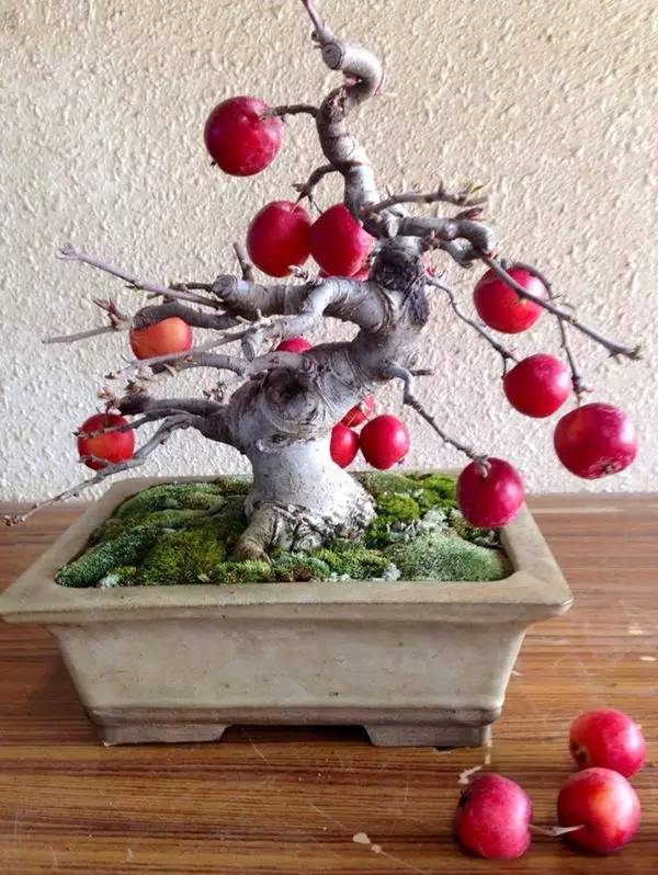 驚艷的水果盆栽