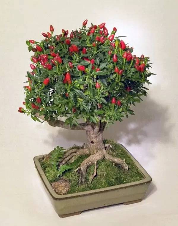 驚艷的水果盆栽