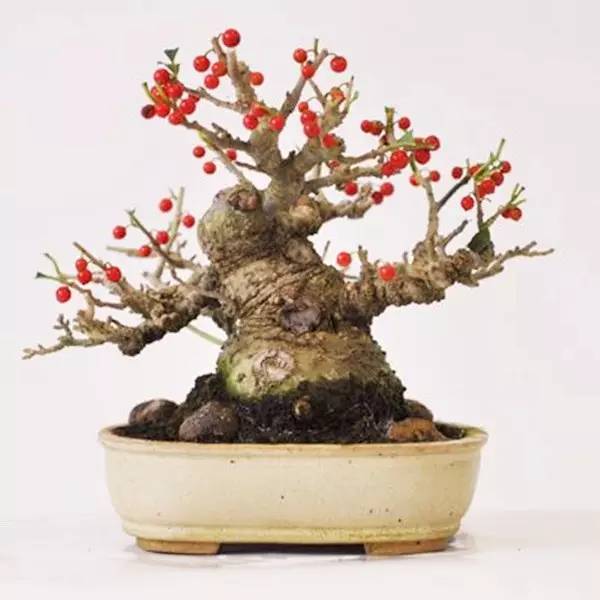 驚艷的水果盆栽