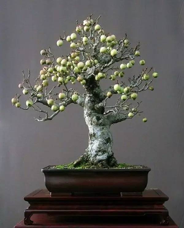 驚艷的水果盆栽