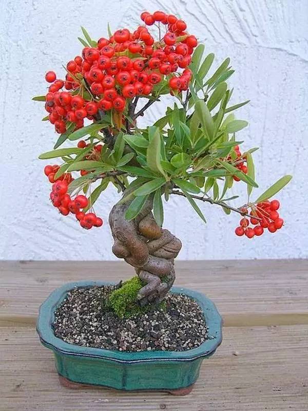 驚艷的水果盆栽