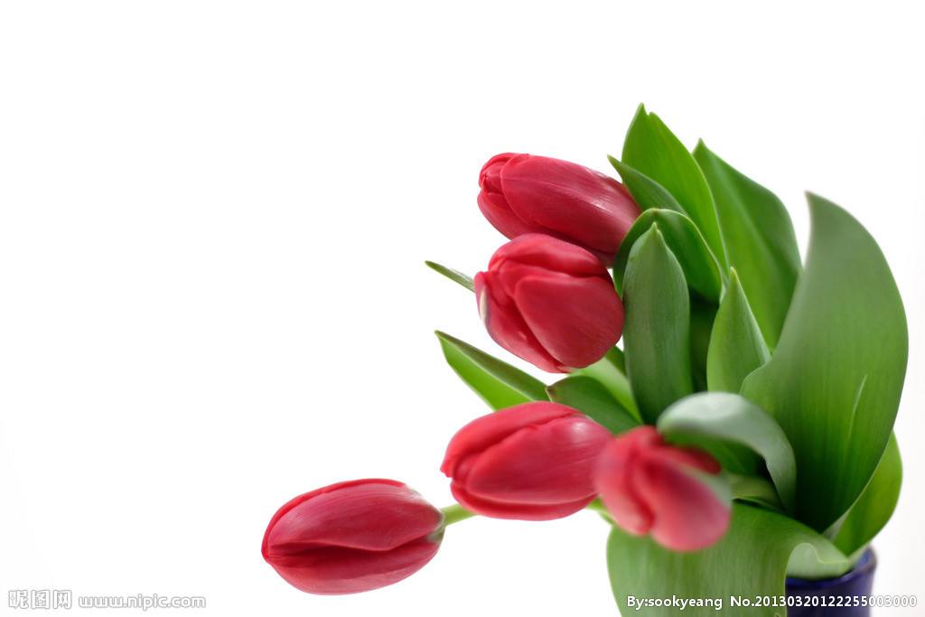 適合情人節(jié)送的花及送花寓意盤點(diǎn)