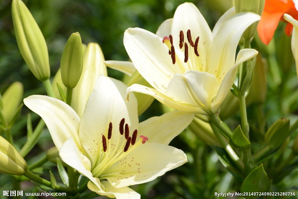 適合情人節(jié)送的花及送花寓意盤點(diǎn)