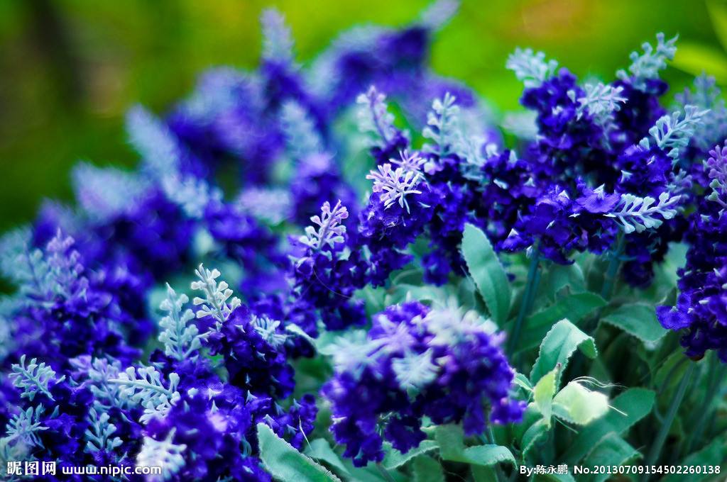 適合情人節送的花及送花寓意盤點