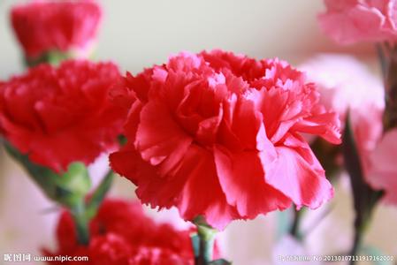 適合情人節送的花及送花寓意盤點