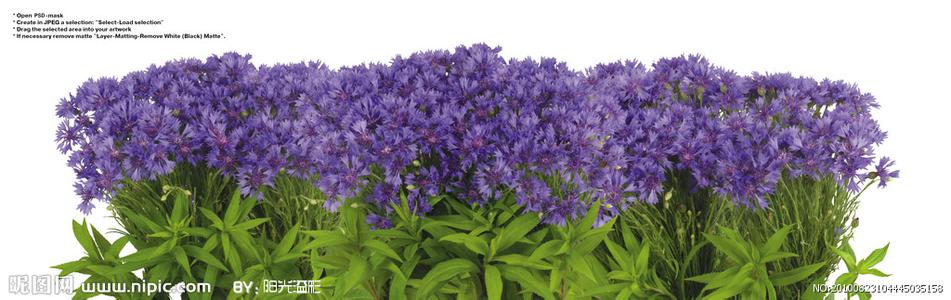 適合情人節送的花及送花寓意盤點