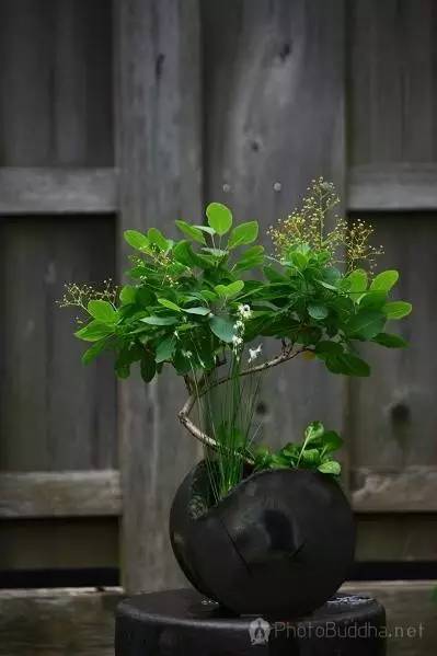 春天 茶席上的插花