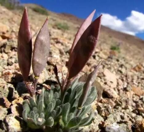 史上最奇特植物
