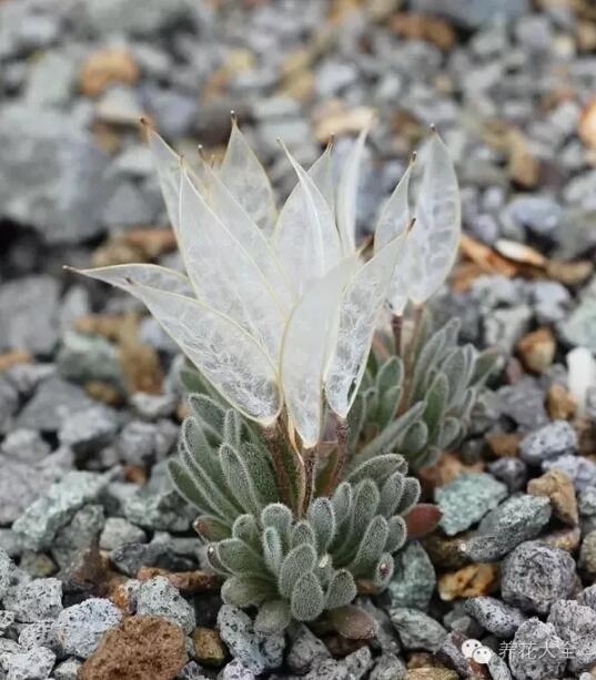 史上最奇特植物