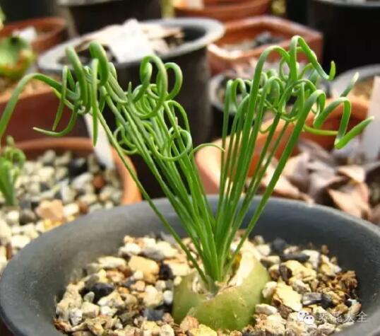 史上最奇特植物