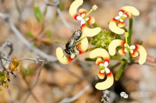 史上最奇特植物